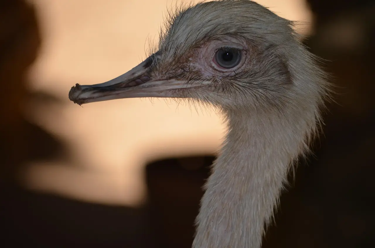 5 indikatorer på short squeeze-risiko i aktier