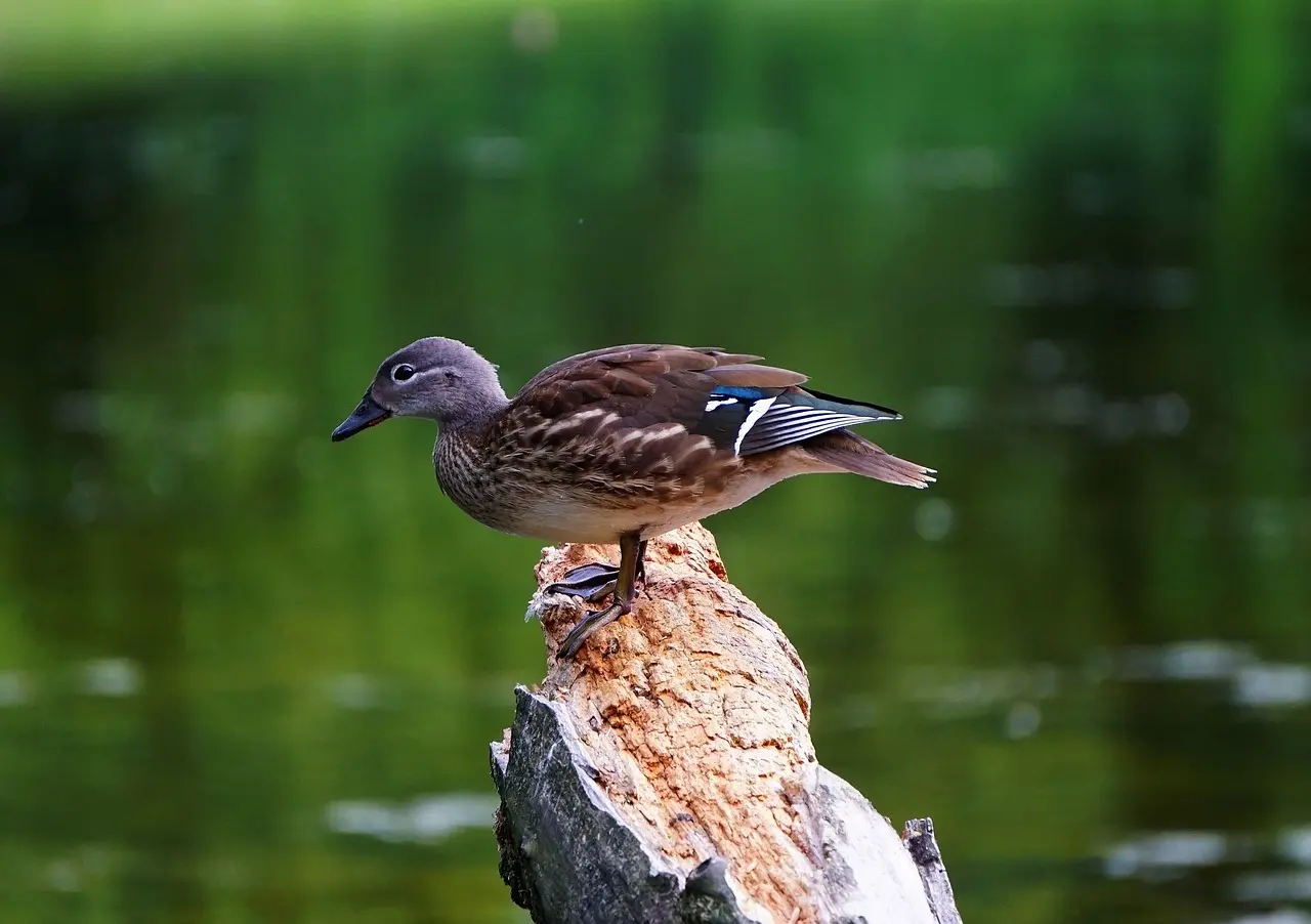 Anstrøg i Krydsord løsning