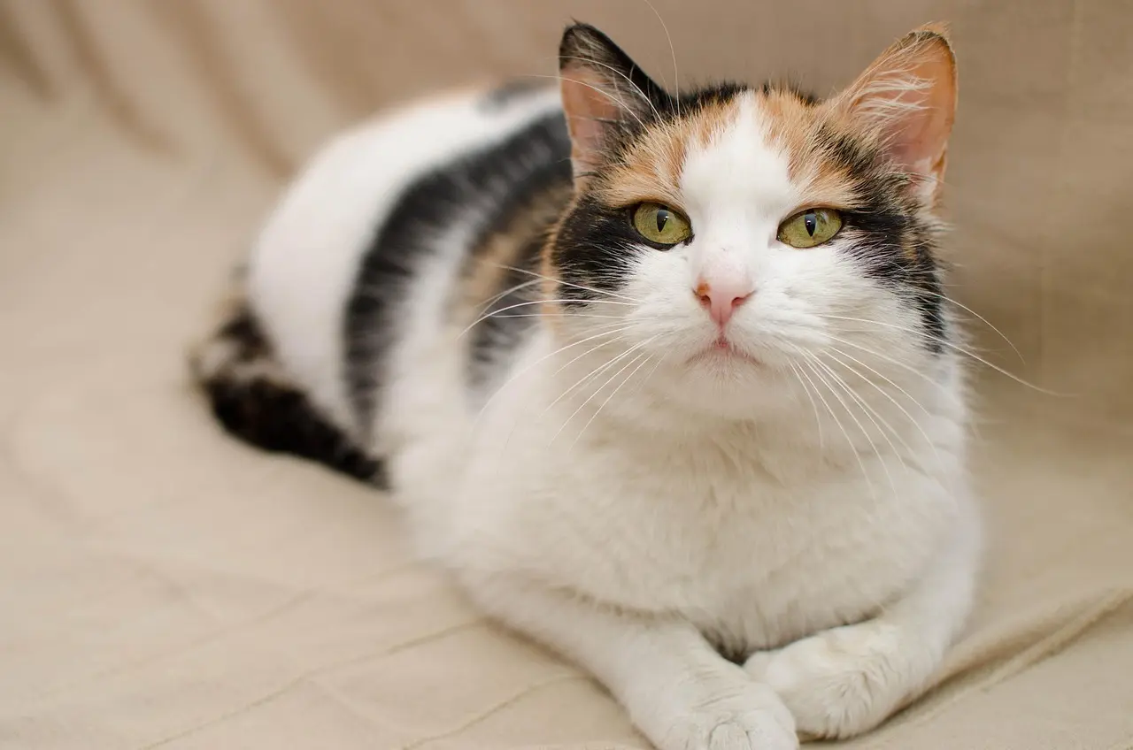 Hvad betyder 5/10/40-reglen for UCITS-fonde?