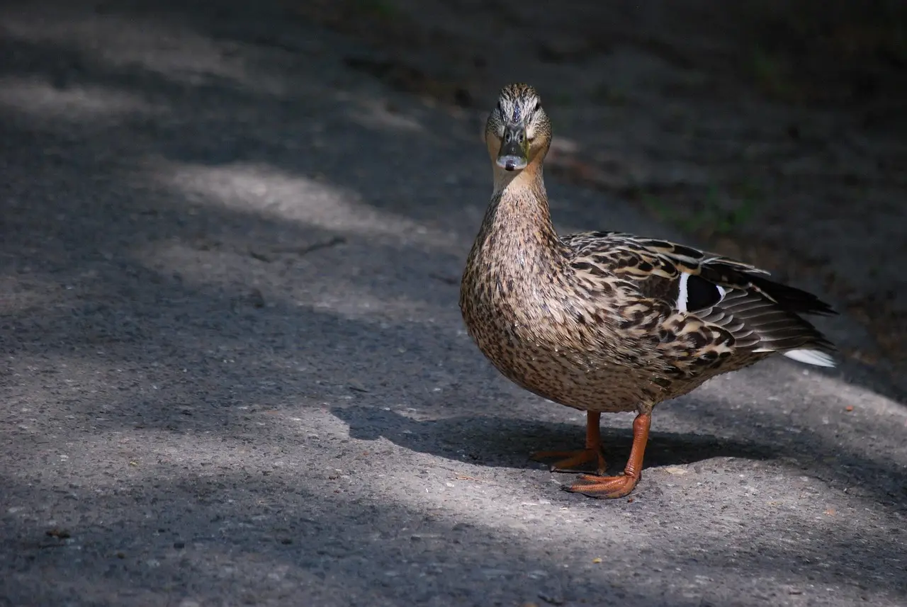 Løsninger til Blødt krydsord