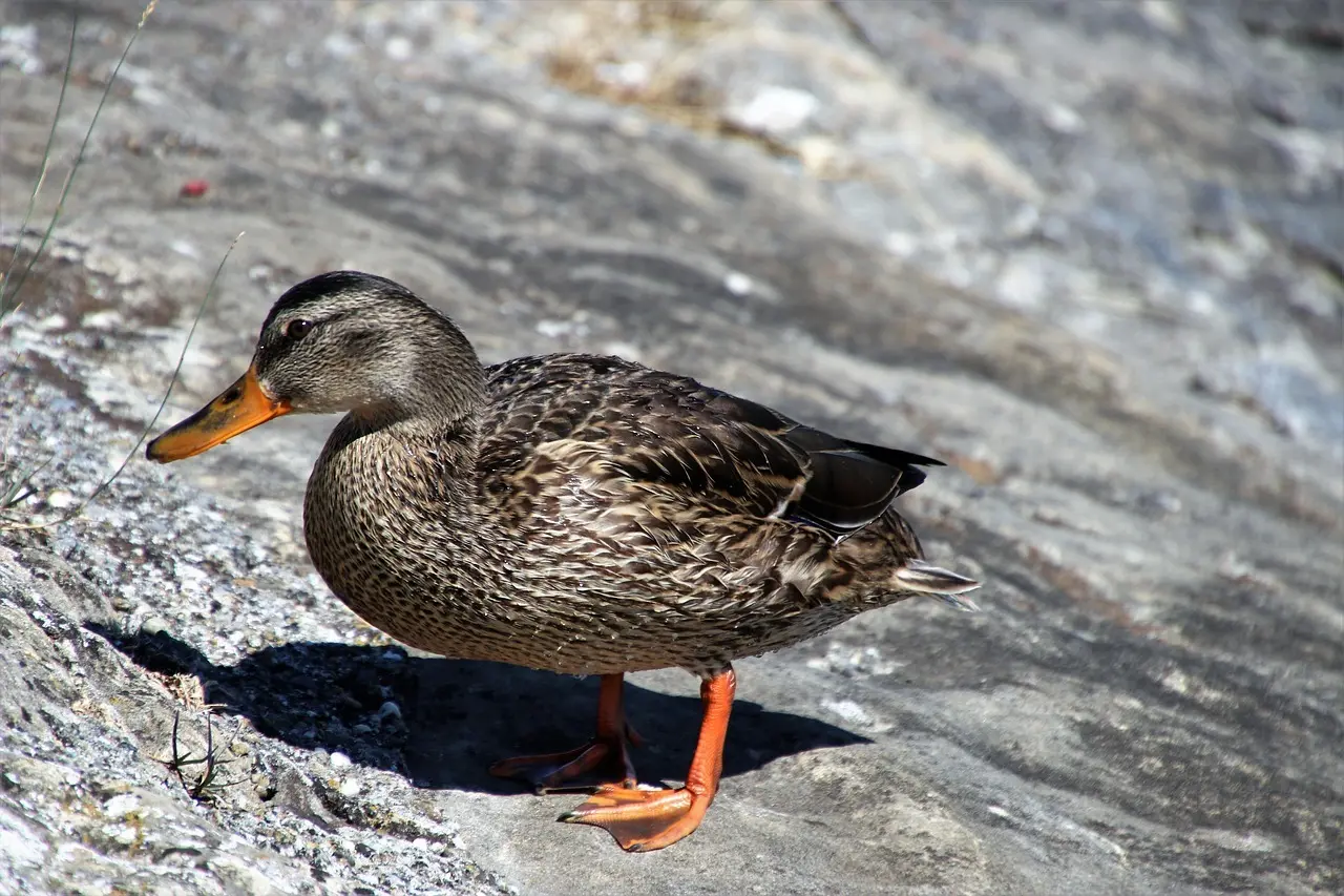 Løsningsorder for Hverv i Krydsord