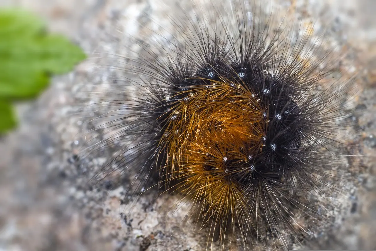 Sådan investerer du i skovbrug med lavt minimumsbeløb