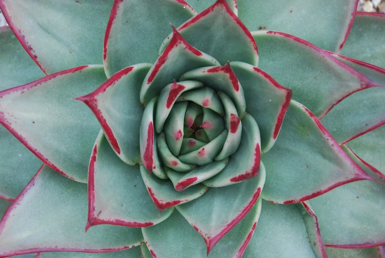 Sortino-ratioen: Hvad er det, og hvordan beregnes den?