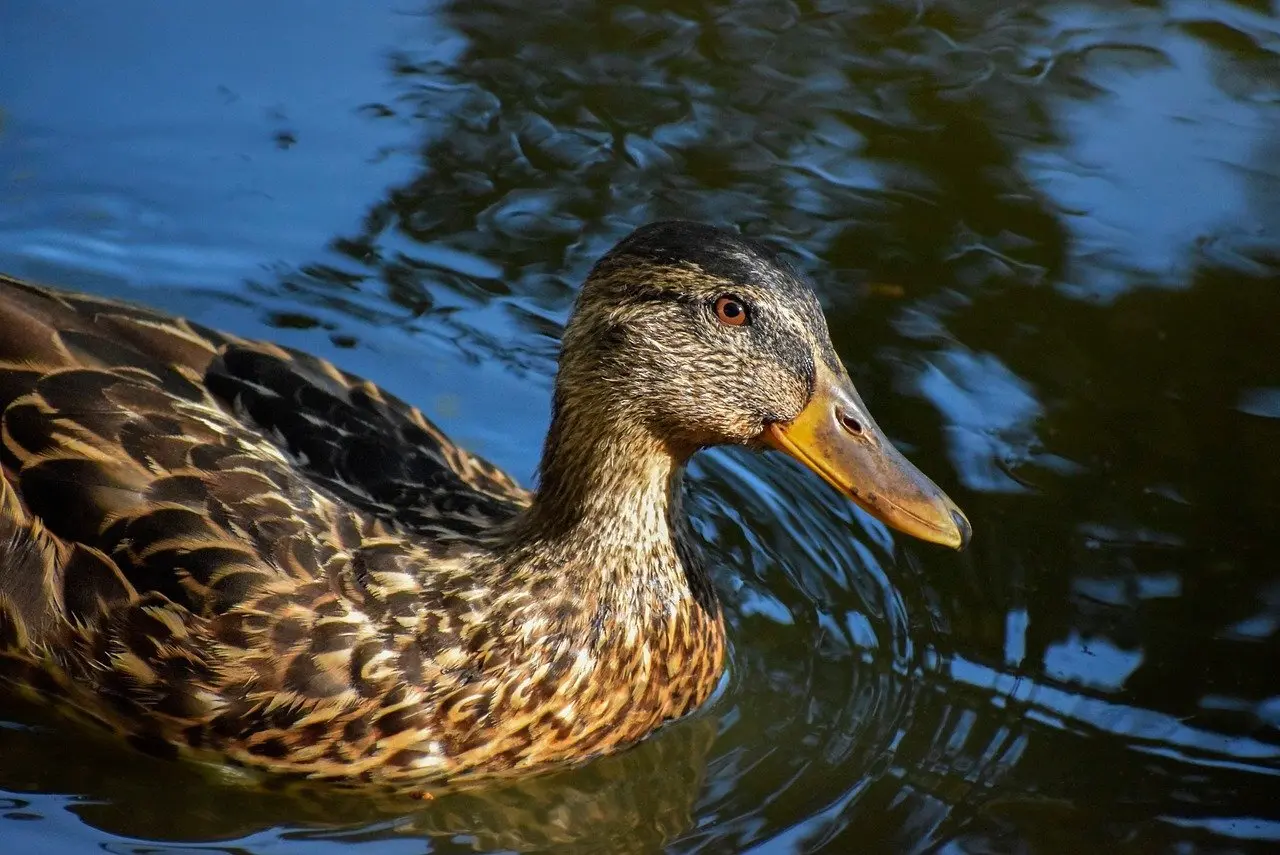 Svar til Skjult krydsord