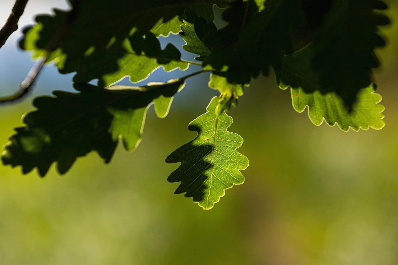 Tricks for Løvtræ i Krydsord